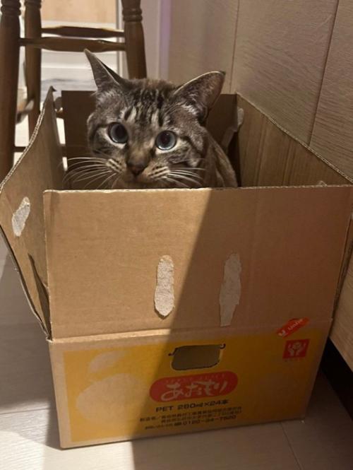 段ボールに入る猫