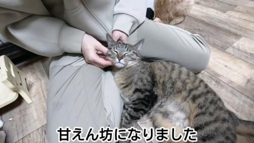 人の足の間にいる猫