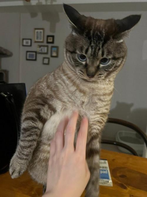 イカ耳で立ち上がる猫