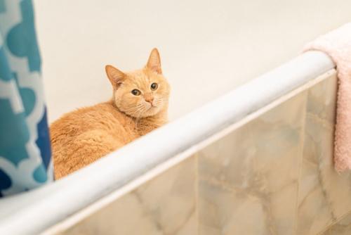 お風呂場の猫