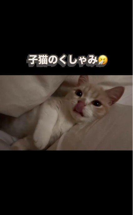 布団の間に横になっている子猫