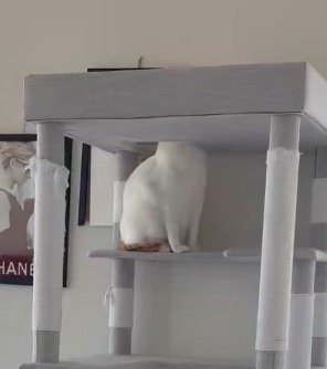 キャットタワーの穴に顔を入れている猫