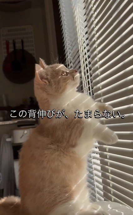 ブラインドを触っている子猫