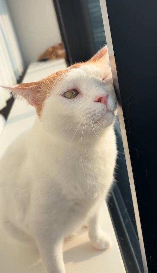 柱に顔をすり寄せる猫