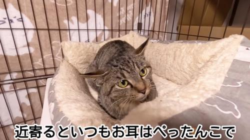 耳を伏せている猫