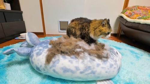 アザラシのぬいぐるみの上の毛を踏む猫