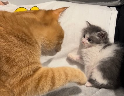 近づく2匹の猫
