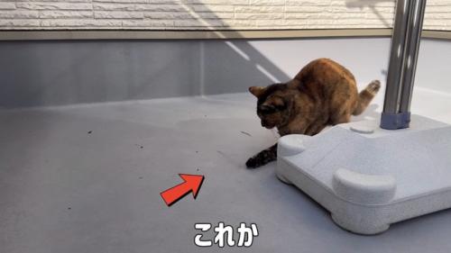 これか