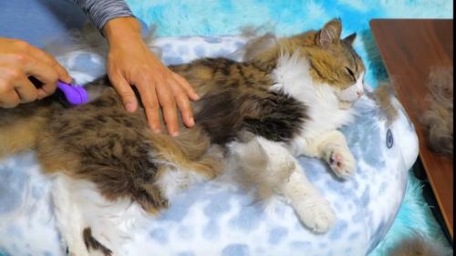 横たわって腰のブラッシングを受ける猫