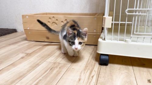箱から出た子猫