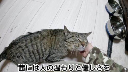 顔をなでられる猫