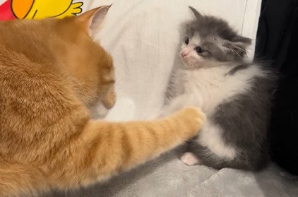 子猫にタッチする茶トラ猫2