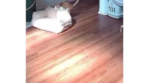 見守りカメラに映る猫