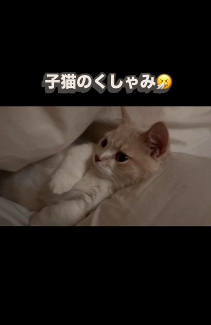 布団の間に横になっている子猫