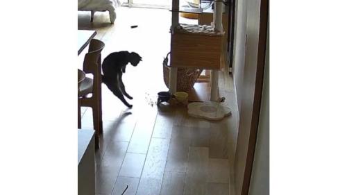 猫とごはん皿
