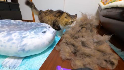 毛の山のニオイをかぐ猫
