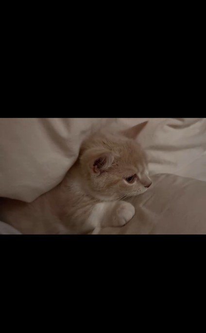 布団の間に横になっている子猫
