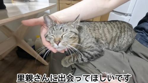 人のひざの上に乗る猫