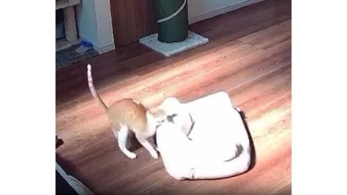 見守りカメラに映る猫
