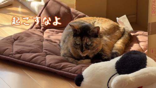 起こすなよ