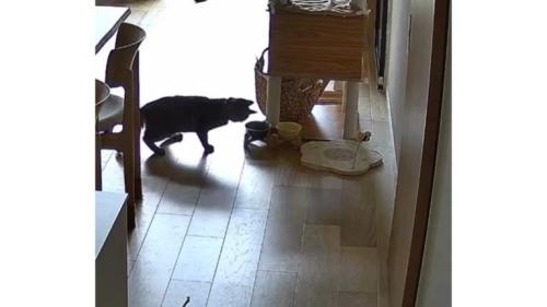 猫とごはん皿