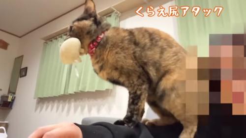 尻アタック
