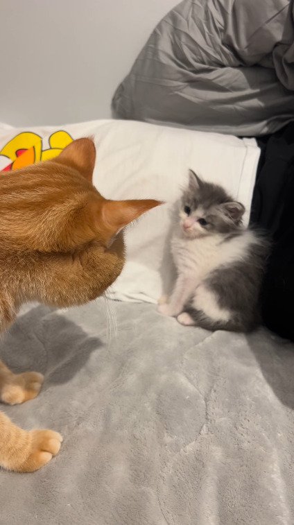 見つめ合う2匹の猫