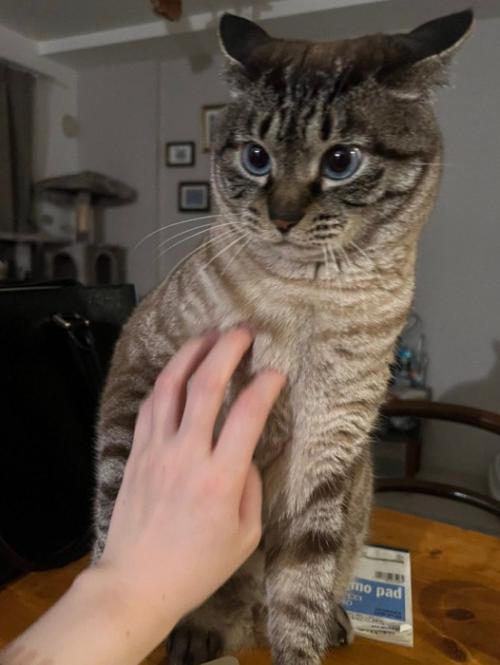 イカ耳で怒る猫