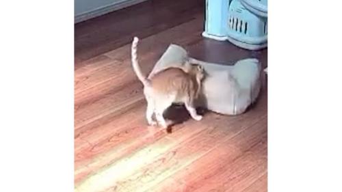 見守りカメラに映る猫