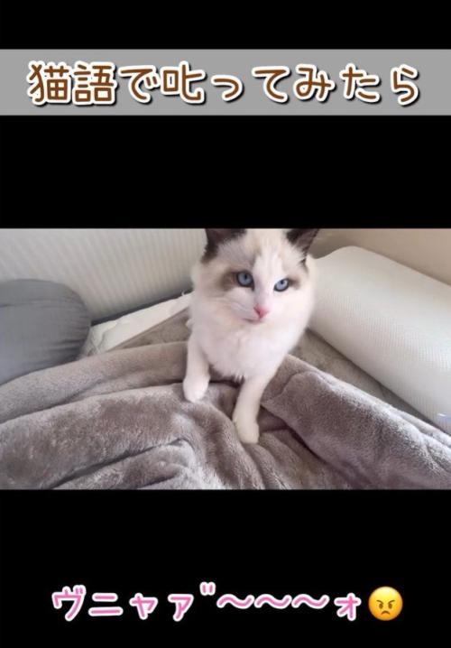 飼い主が声を出す場面