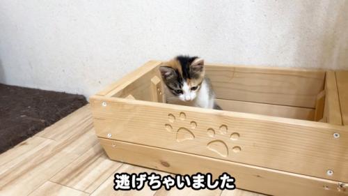 テロップ「逃げちゃいました」