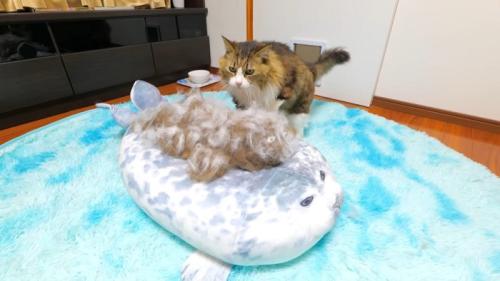 アザラシのぬいぐるみの上に置かれた毛でできた人形を見る猫