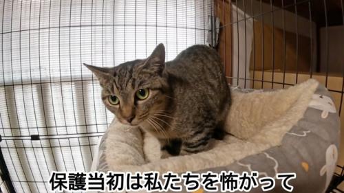 ケージの中にいる猫