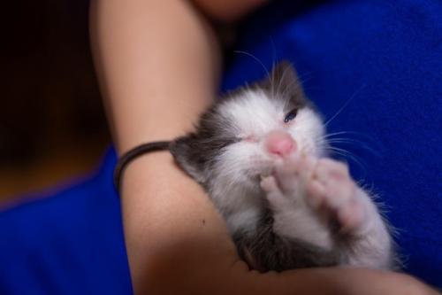 保護された子猫