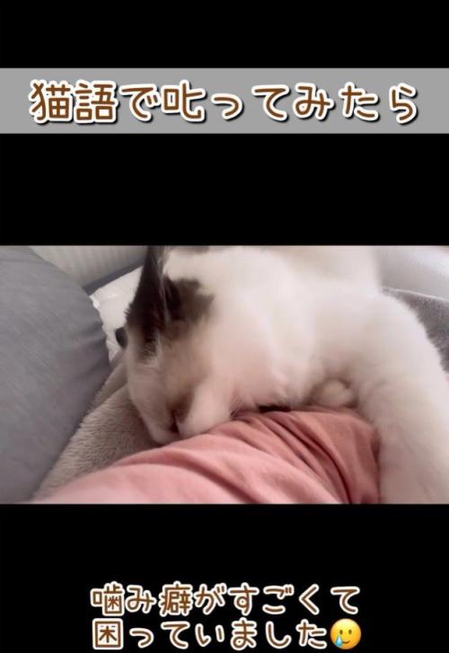 腕に噛みつく猫