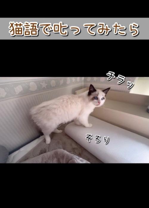 振り返る猫