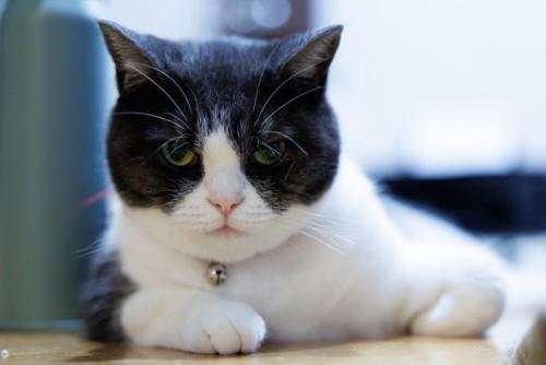 見つめる猫