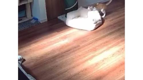 見守りカメラに映る猫