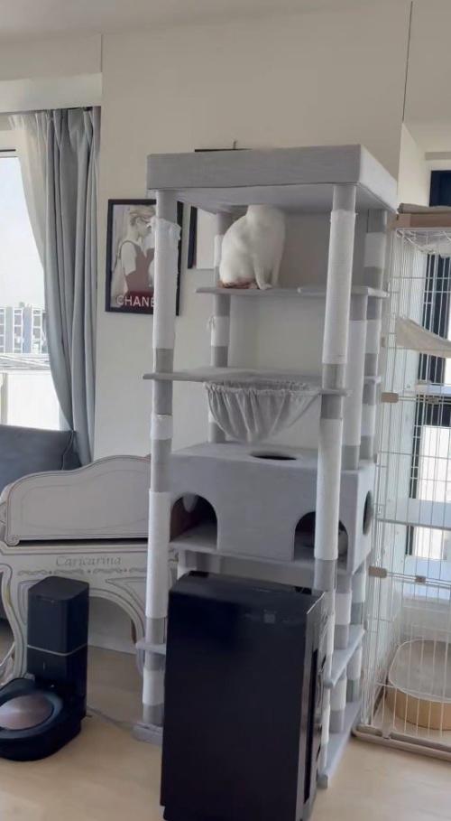 キャットタワーに座る猫