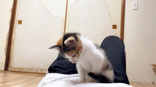 見下ろし子猫