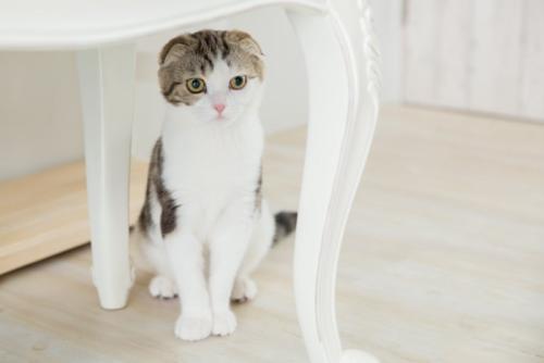 こちらを伺う猫