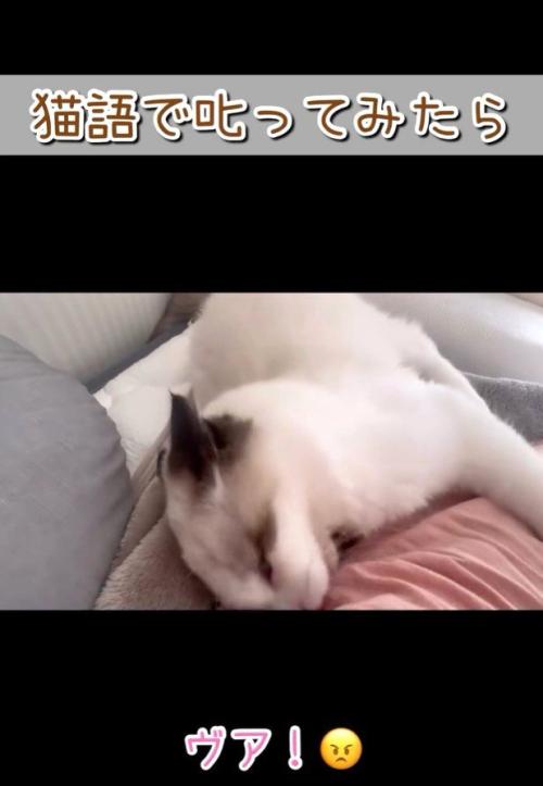 うなる猫