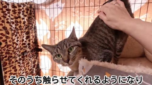 背中をなでられる猫