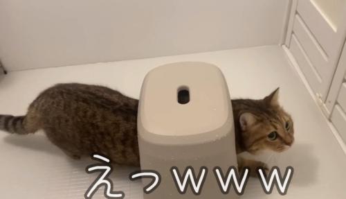 イスに潜る猫
