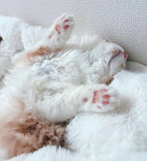 毛布の上で眠る茶白猫