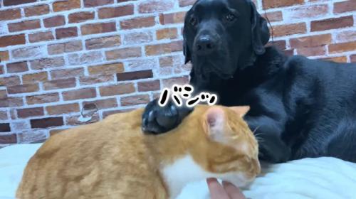反撃するムニ君