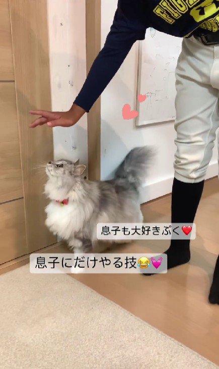 猫と男の子