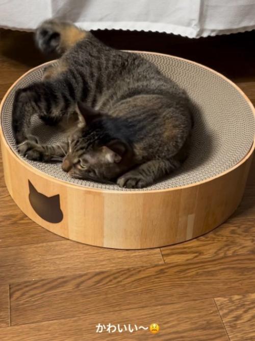 爪とぎをする猫