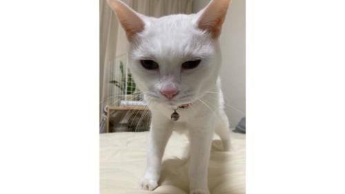 室内にいる猫