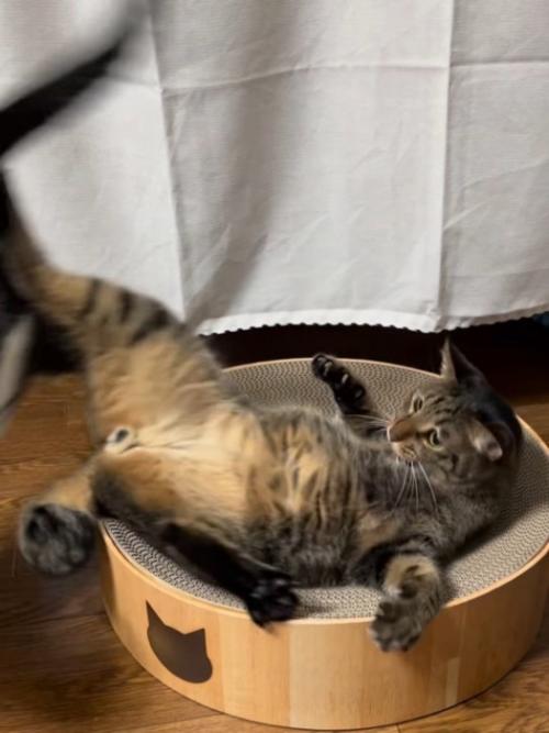 後ろ足で蹴る猫